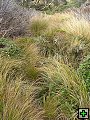 thn_Ruahine - Sunrise Hut 054.jpg